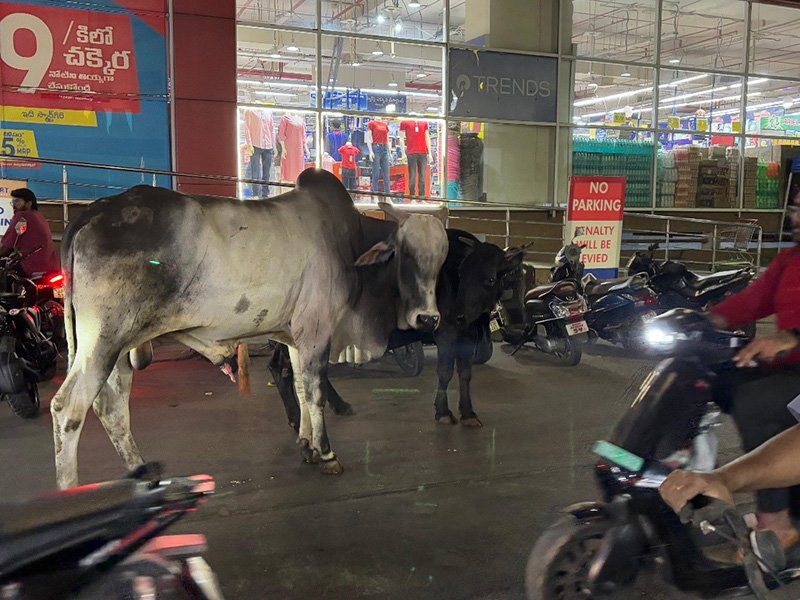 Cows in road